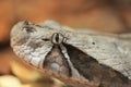Gaboon viper Royalty Free Stock Photo