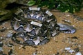 Gaboon viper, Bitis g. gabonica is among the largest poisonous snakes Royalty Free Stock Photo