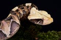 Gaboon viper Bitis gabonica gabonica Royalty Free Stock Photo