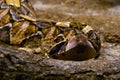 Gaboon viper (Bitis gabonica), also called the Gaboon adder. Royalty Free Stock Photo