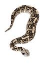 Gaboon viper - Bitis gabonica, poisonous Royalty Free Stock Photo