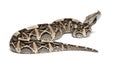 Gaboon viper - Bitis gabonica, poisonous, white background Royalty Free Stock Photo