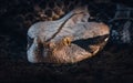 Gaboon Viper Bitis Gabonica close up Royalty Free Stock Photo