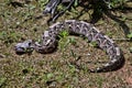 Gaboon viper, Bitis gabonica rhinoceros, is among the largest poisonous snakes Royalty Free Stock Photo