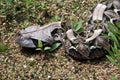 Gaboon viper, Bitis gabonica rhinoceros, is among the largest poisonous snakes Royalty Free Stock Photo