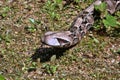 Gaboon viper, Bitis gabonica rhinoceros, is among the largest poisonous snakes Royalty Free Stock Photo