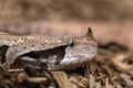 Gaboon viper, Bitis gabonica, side view of head Royalty Free Stock Photo