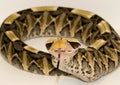 Gaboon vipers tongue Royalty Free Stock Photo