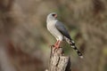 Gabor goshawk, Melierax gabar Royalty Free Stock Photo