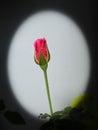 Gabriel Oak Rose,flower plant.