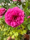 Gabriel Oak rose,English plant species