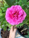 Gabriel Oak rose,English plant species