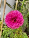 Gabriel Oak rose,English plant species