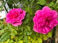 Gabriel Oak rose,English plant species