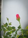 Gabriel Oak Rose,flower plant.
