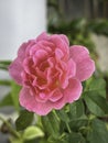 Gabriel Oak Rose plant,fresh pink color petals,beautiful flower