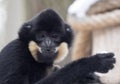 Gabriella`s portrait of female gibbon, Nomascus gabriellae