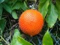 Gac fruit or Baby Jackfruit. Tropical Southeast Asia fruit. Rich of nutrients vitamins and age-defying antioxidants