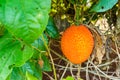 Gac fruit, Bitter Gourd, Sweet Grourd or Cochinchin Gourd in garden