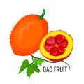 Gac fruit. Healthy orange vegetarian jackfruit food. Vector Royalty Free Stock Photo