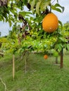 Gac fruits or Fak-Kao yellow is young on the tree. Gac benefits: high in anti-oxidants, enhance body immunity. Royalty Free Stock Photo