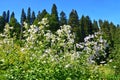 Gadellia lactiflora in the mountains of Abkhazia