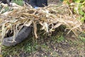 Gaderer making winter protection for Climbing Roses bush with dried corn stalks and car tire