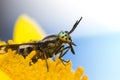 The gadfly with big, bright eyes on the dandelion