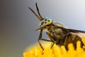 The gadfly with big, bright eyes on the dandelion