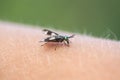 Gadfly with big eyes sitting on his hand and drinks the blood