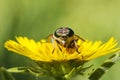 Gadfly on dandelion Royalty Free Stock Photo
