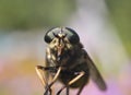 Gadfly - dangerous insect Royalty Free Stock Photo