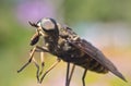 Gadfly - dangerous insect Royalty Free Stock Photo