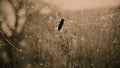 Gadfly on dirty window glass at scary haunted house, threat of catching disease