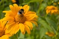 Gadfly on the flower