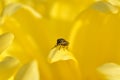 Gadfly in Flower