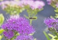 Gadfly flying over pink flower Royalty Free Stock Photo