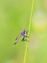 Gadfly on grass