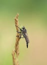 Gadfly on grass