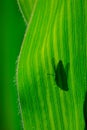 Gadfly on leaf