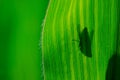 Gadfly on leaf Royalty Free Stock Photo