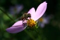 The gadfly sat on a basket of cosmeya, attracting with aroma and velvet anthers.