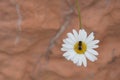 The gadfly sits on a forest flower of a forest chamomile.