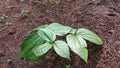 Gadung plant or Dioscorea hispida