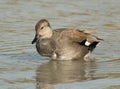 Gadwall