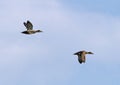 Gadwall (Anas strepera)