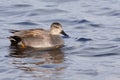 Gadwall (Anas strepera)