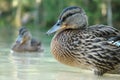 Gadwall(Anas strepera) - female