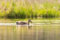 Gadwall Anas strepera