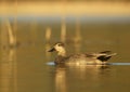 Gadwall (Anas strepera) - male Royalty Free Stock Photo